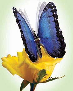 Blue Morpho Moving Butterfly